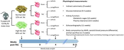 Sotagliflozin, a Dual SGLT1/2 Inhibitor, Improves Cardiac Outcomes in a Normoglycemic Mouse Model of Cardiac Pressure Overload